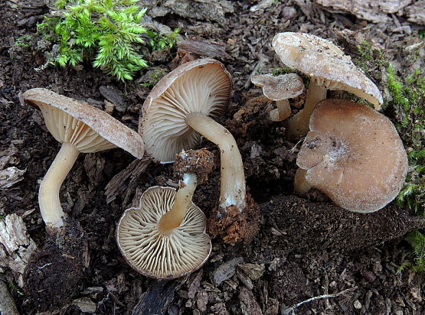 strmuľka Trichocybe puberula (Kuyper) Vizzini