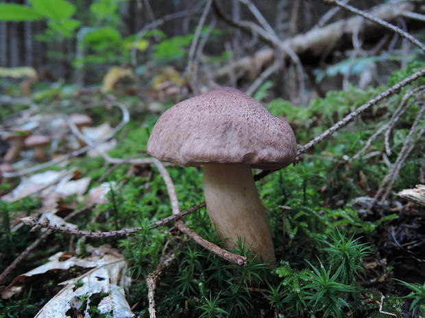 čírovka zemná Tricholoma terreum (Schaeff.) P. Kumm.