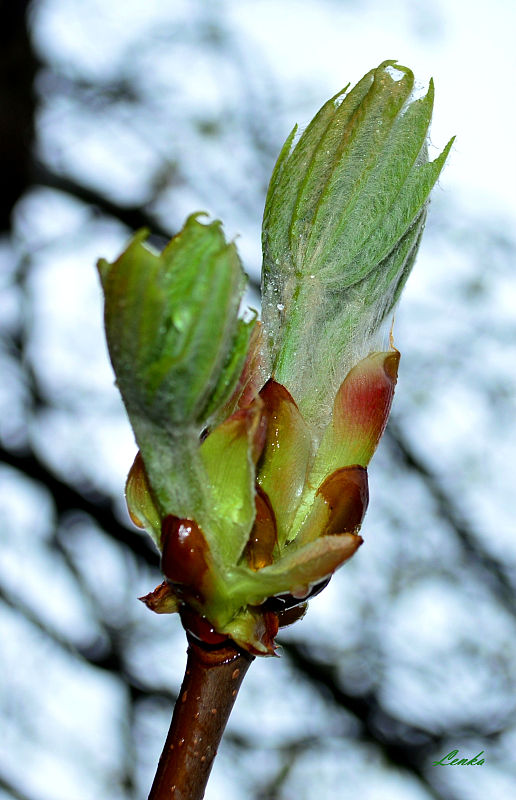 pagaštan konský Aesculus hippocastanum L.