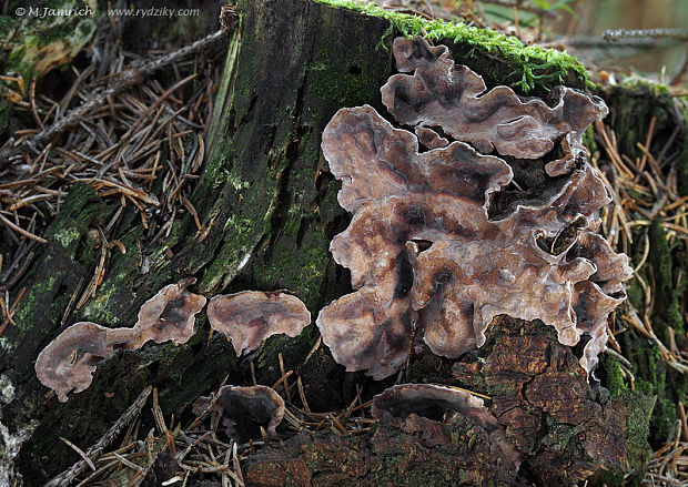 pevnica škridlicovitá Amylostereum cf. areolatum (Chaillet ex Fr.) Boidin