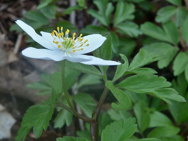 veternica hájna Anemone nemorosa L.