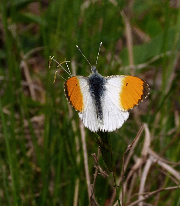 mlynárik žeruchový Anthocharis cardamines