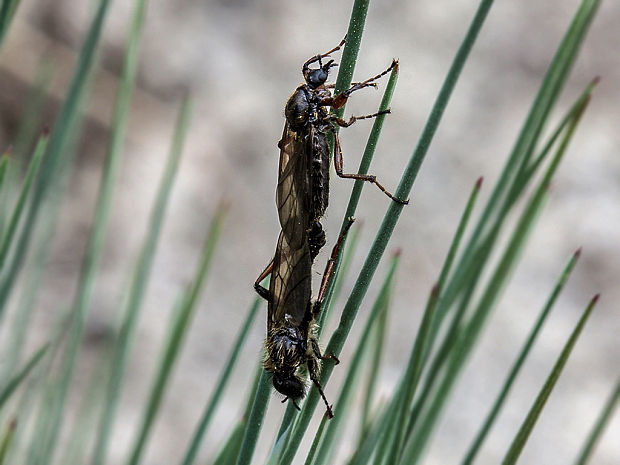 mušica Bibio sp.