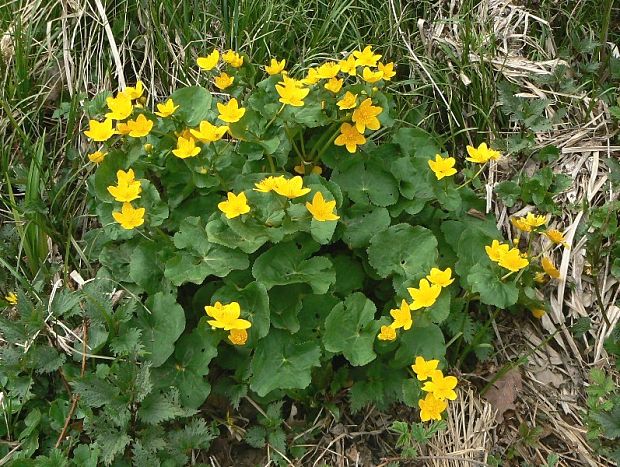 záružlie močiarne Caltha palustris L.