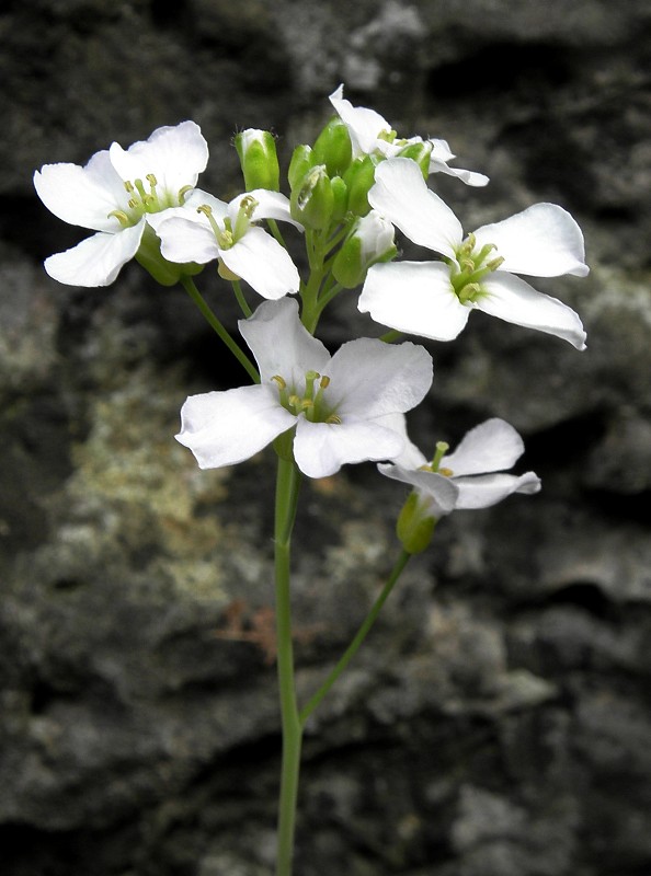 žerušničník piesočný Cardaminopsis arenosa (L.) Hayek