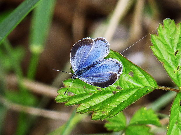 modráčik krušinový Celastrina argiolus