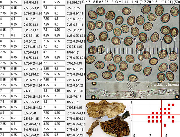 pavučinovec sivookrový Cortinarius griseoluridus Kauffman