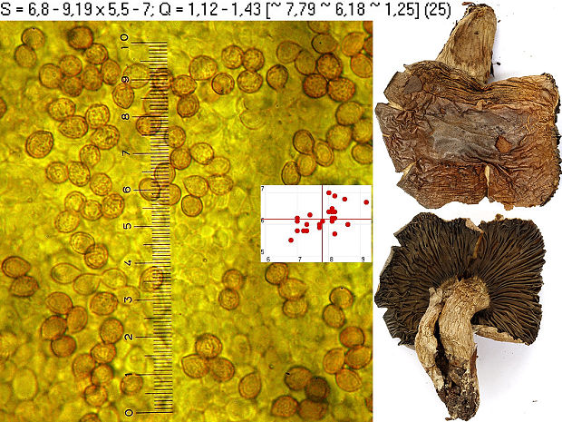 pavučinovec natrhnutý Cortinarius infractus var. clavoides Chevassut & Rob. Henry