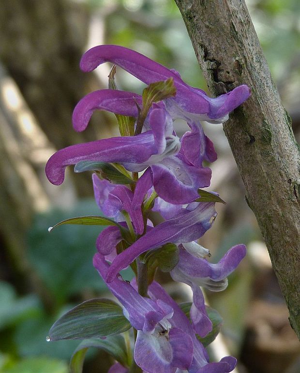 chochlačka dutá Corydalis cava (L.) Schweigg. et Körte