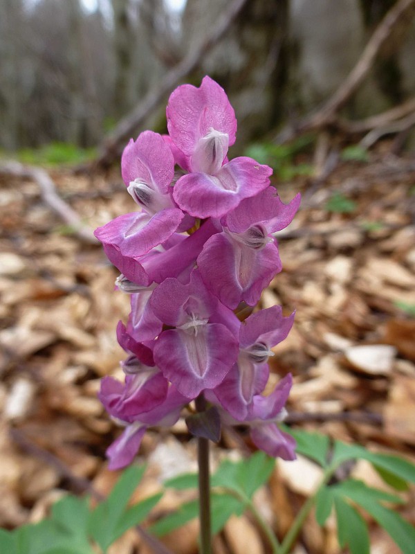 chochlačka dutá Corydalis cava (L.) Schweigg. et Körte