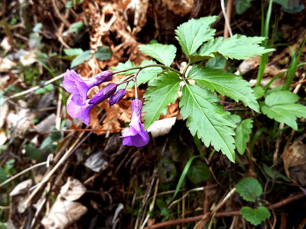 zubačka žliazkatá Dentaria glandulosa Waldst. et Kit. ex Willd.