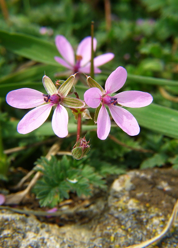 bociannik rozpukovitý Erodium cicutarium (L.) L