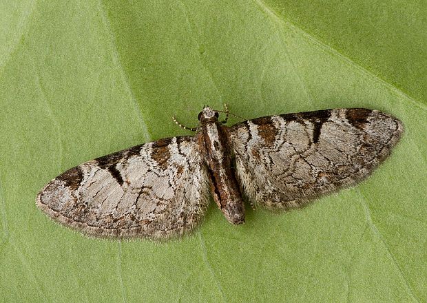 kvetnatka ovocná Eupithecia insigniata