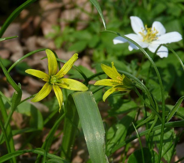 krivec žltý Gagea lutea (L.) Ker Gawl.