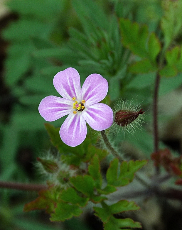 pakost Geranium sp.