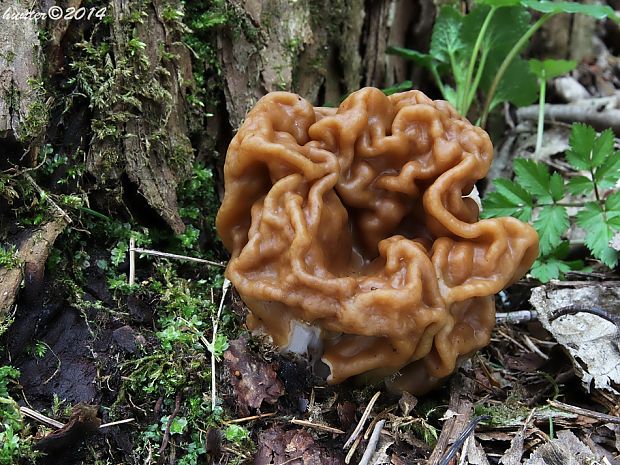 ušiak obrovský Gyromitra gigas (Krombh.) Cooke