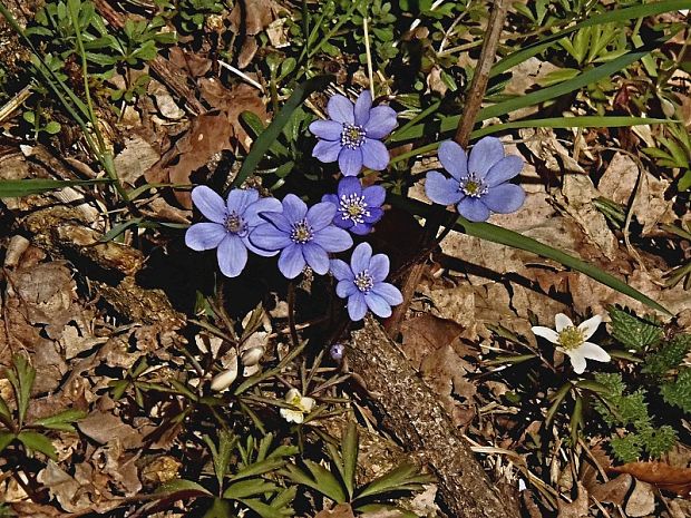 pečeňovník trojlaločný Hepatica nobilis Schreb.