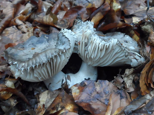 šťavnačka marcová Hygrophorus marzuolus (Fr.) Bres.