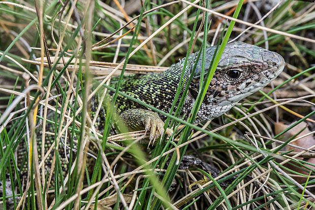 jašterica zelená Lacerta viridis