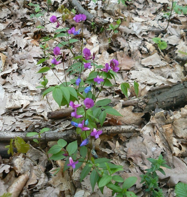 hrachor jarný Lathyrus vernus (L.) Bernh.