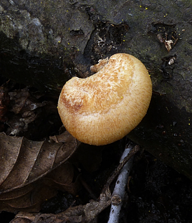 húževnatec tigrovaný Lentinus tigrinus (Bull.) Fr.