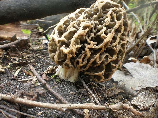 smrčok jedlý Morchella esculenta (L.) Pers.