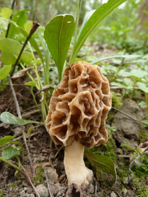 smrčok jedlý Morchella esculenta (L.) Pers.