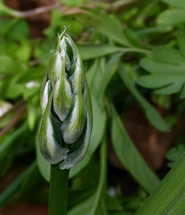 bledavka boucheova Ornithogalum boucheanum (Kunth) Asch.