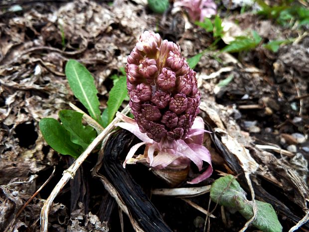 deväťsil lekársky Petasites hybridus (L.) P. Gaertn., B. Mey. et Scherb.