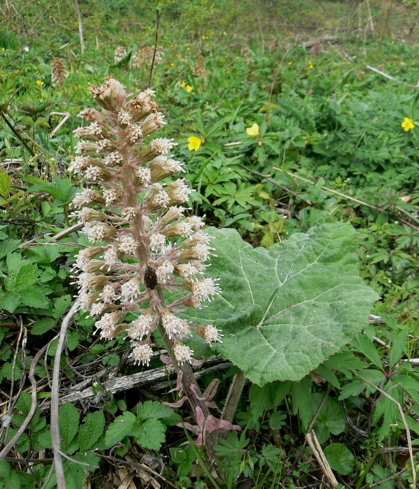 deväťsil kablíkovej Petasites kablikianus Bercht.