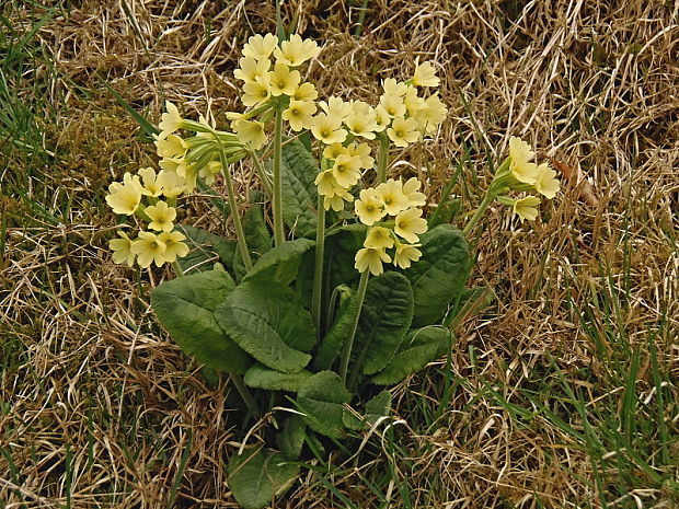 prvosienka vyššia Primula elatior (L.) L.