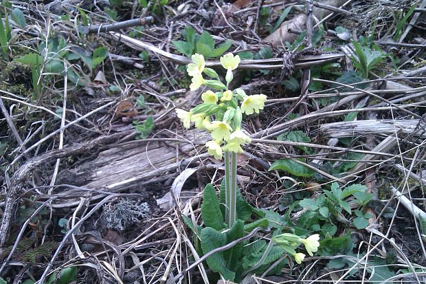 prvosienka vyššia Primula elatior (L.) L.