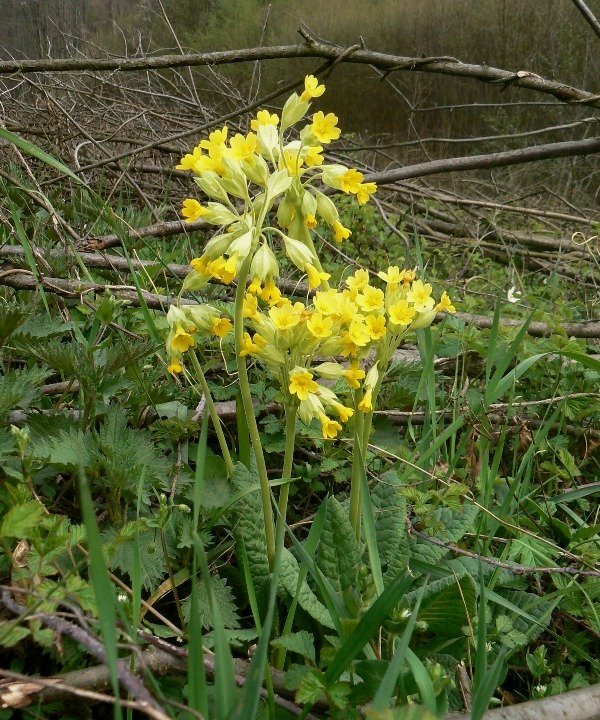 prvosienka jarná Primula veris L.