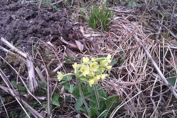 prvosienka jarná Primula veris L.