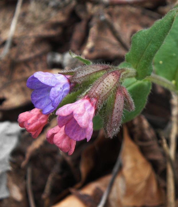 pľúcnik tmavý Pulmonaria obscura Dumort.