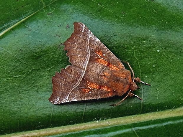 mora pivničná Scoliopteryx libatrix Linnaeus, 1758