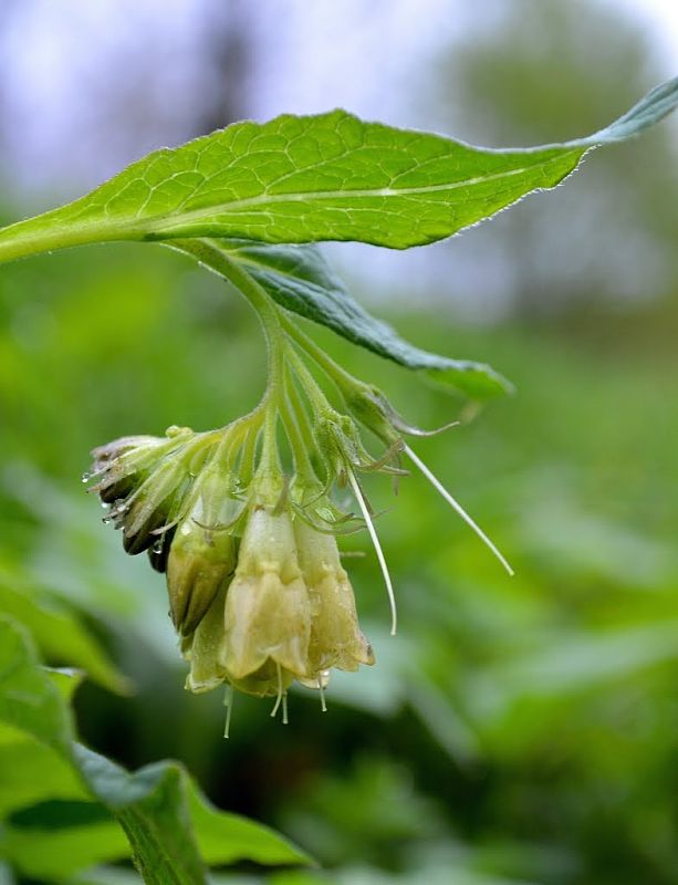 kostihoj hľuznatý Symphytum tuberosum L.