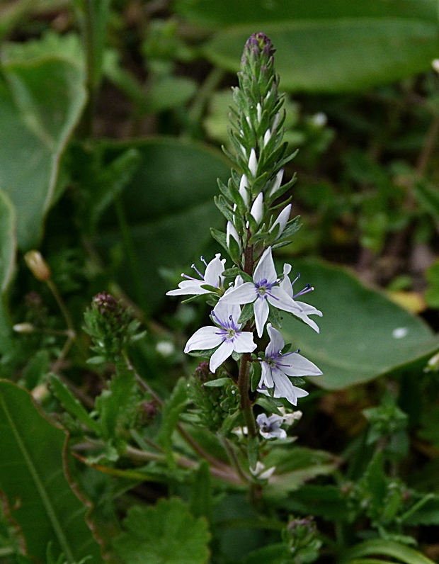 veronika Veronica sp.