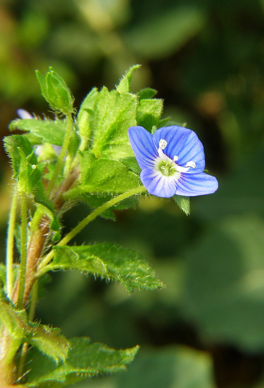 veronika Veronica sp.