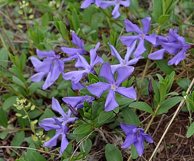 zimozeleň bylinná Vinca herbacea Waldst. et Kit.