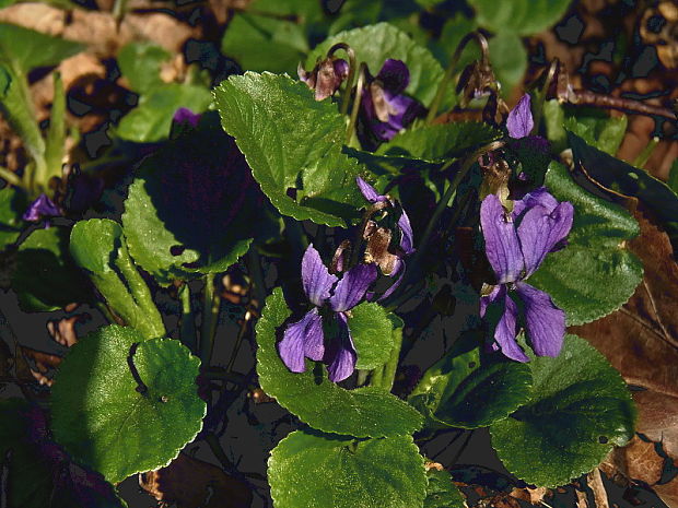 fialka voňavá Viola odorata L.