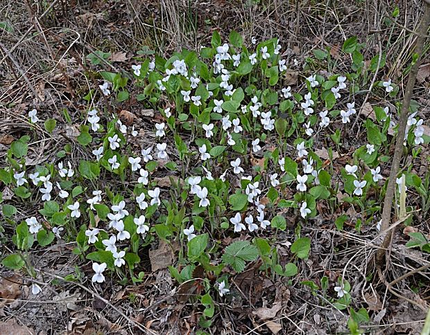 fialka Viola sp.