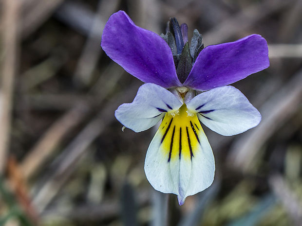 fialka Viola sp.