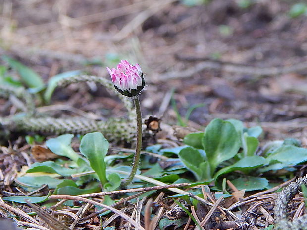 sedmokráska obyčajná Bellis perennis L.