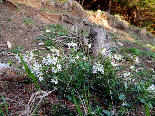 žerušničník piesočný Cardaminopsis arenosa (L.) Hayek