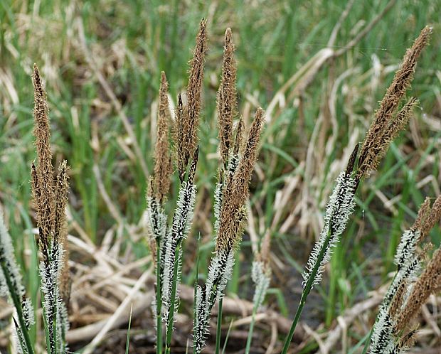 ostrica Carex sp.