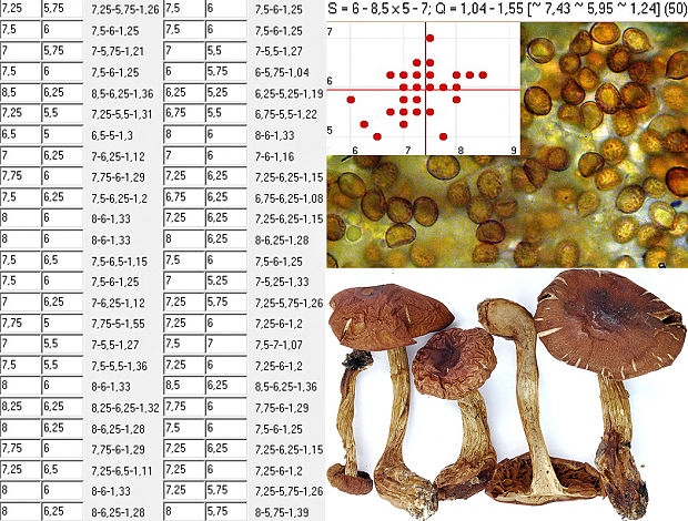 pavučinovec zlatomycéliový Cortinarius aureomyceliosus Bidaud