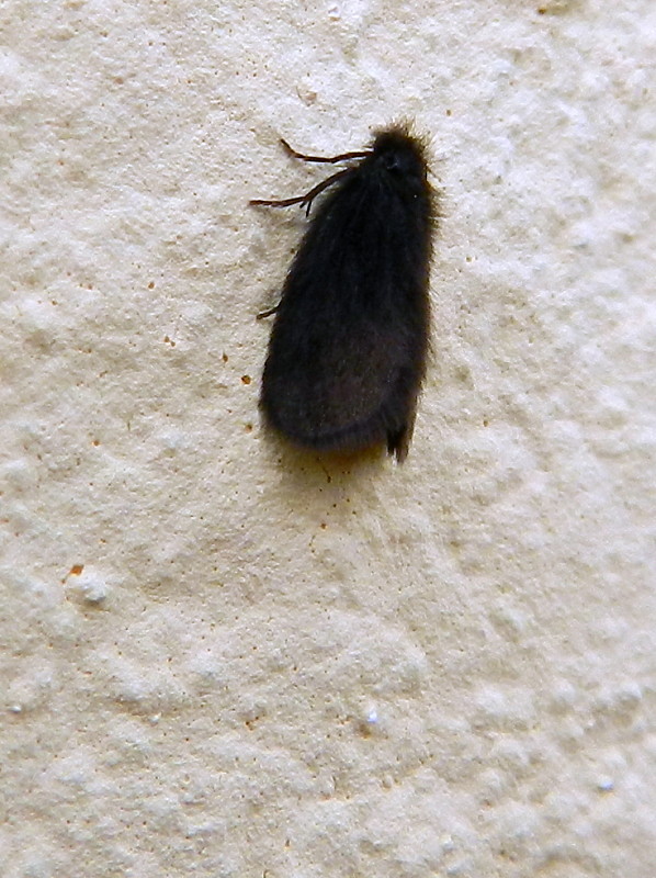 vreckovec malý  Epichnopterix plumella