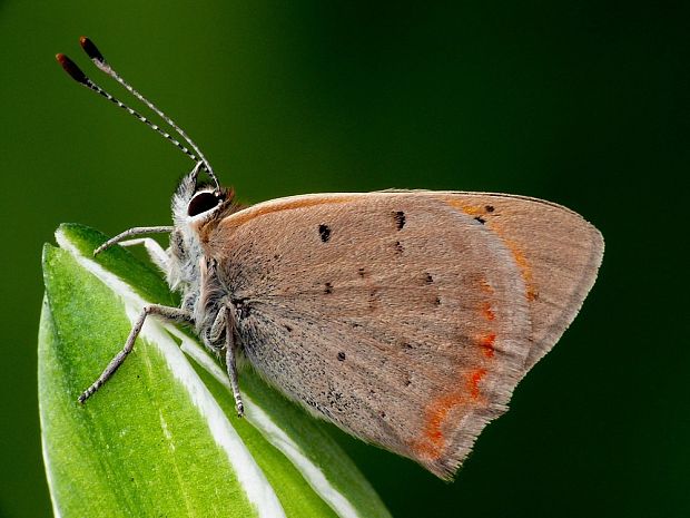 ohniváčik čiernokrídly (sk) / ohniváček černokřídlý (cz) Lycaena phlaeas Linnaeus, 1761