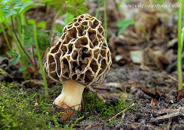 smrčok jedlý Morchella esculenta (L.) Pers.